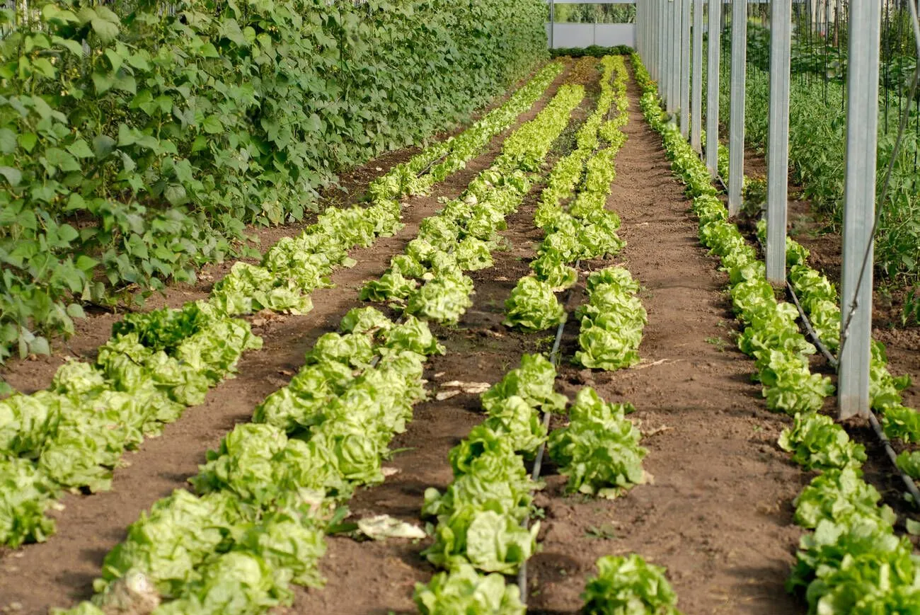 organically grown rows of butter lettuce inside a greenhouse organically grown rows of butter lettuce inside a greenhouse