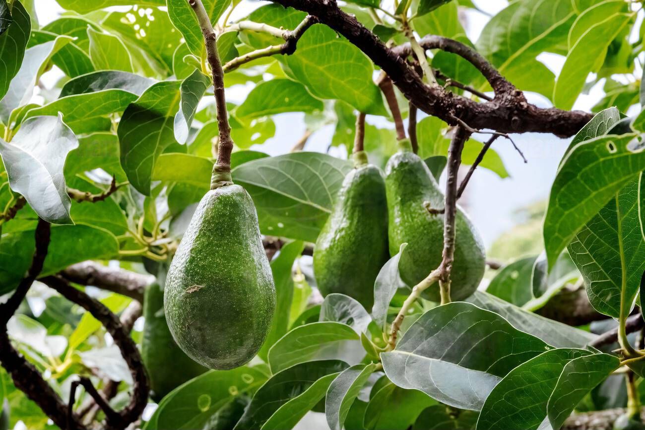 info-1300-867 info-1300-867